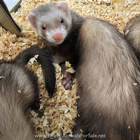 Contact a location near you for products or services. . Ferrets for sale craigslist